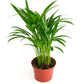 Shop Succulents Areca Palm, Live Indoor Plant, Low Maintenance Tropical Palm, Ideal For Home Decor, Office, And Room Enhancement