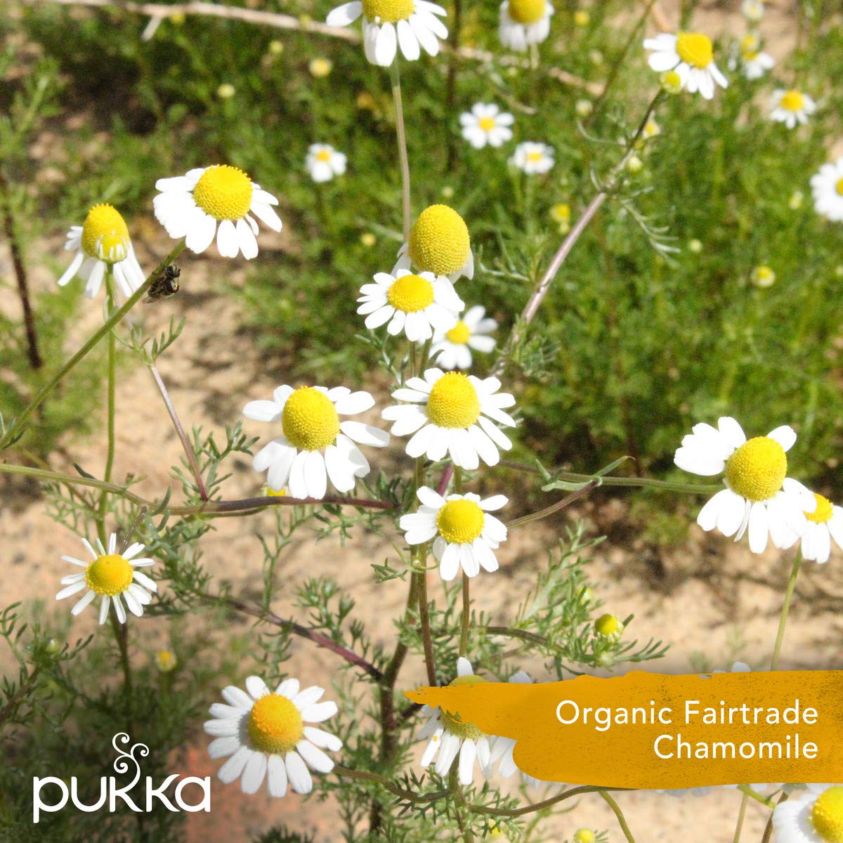 Pukka Organic Tea Bags, Chamomile, Vanilla & Manuka Honey, 20 Count (Pack of 6)