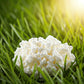 (1 TSP) Live Milk Kefir Grains - Reusable, Non-GMO Probiotic Starter Culture by Spartan Kefir - B  lgaros de Leche