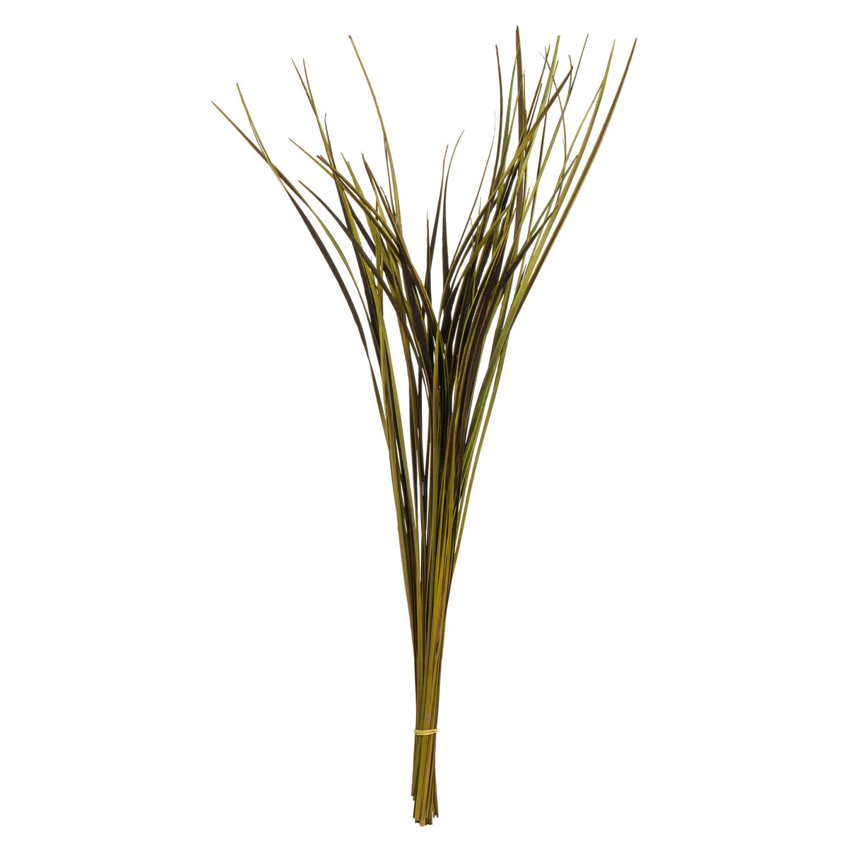 Vickerman 28    Basil Splinter Grass, 11 oz Bundle, Dried