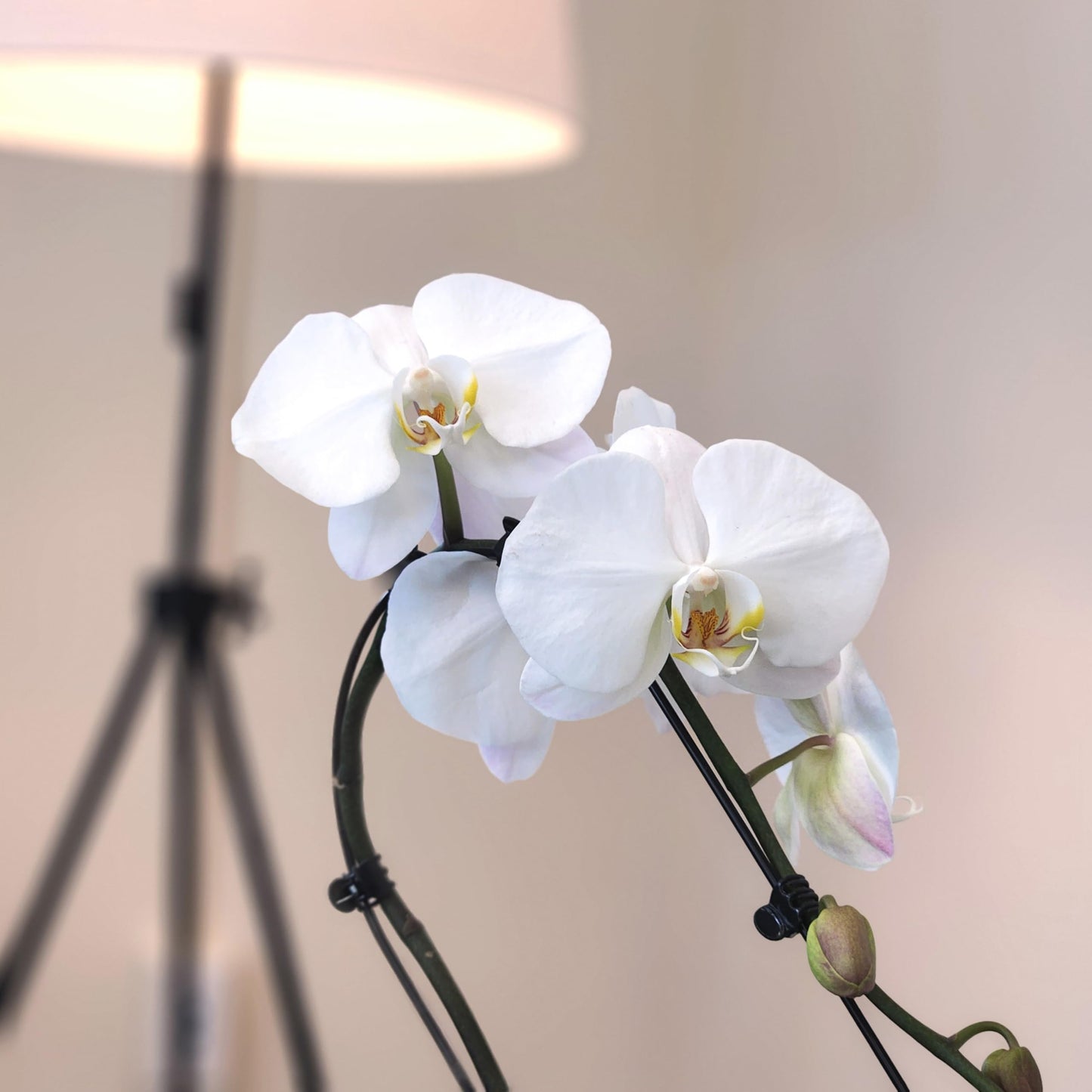 Large White Live Orchids Blooming In 5 Blue & White Orchid Pot, Pet Friendly Live Plant Gifts For Plant Lovers, Approx. 22+ Tall, Real Houseplants, Phalaenopsis Moth Flowers By Plants For Pets
