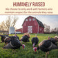 Wellshire Farms 8oz Uncured Turkey Bacon - Made from Organic Turkey Thighs with No Antibiotics or Hormones, a Lean and Flavorful