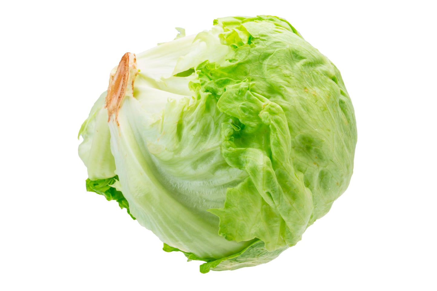 Fresh Iceberg Lettuce by RawJoy Farms