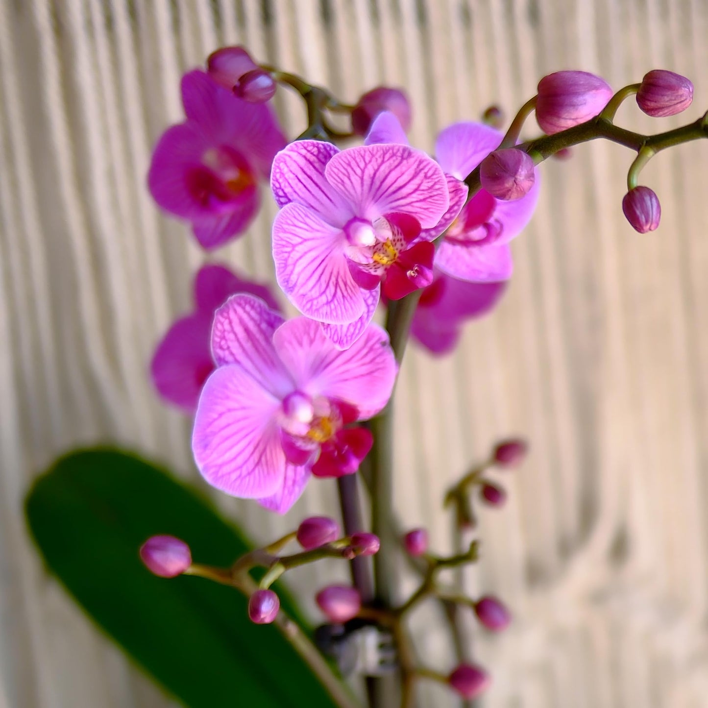 Enhanced Purple Live Orchid Plant Blooming In 3.5 Blue & White Orchid Pot, Live Plants, Houseplant Gifts, Approx. 16 Tall, Pet Friendly Houseplants, Phalaenopsis Moth Flower By Plants For Pets