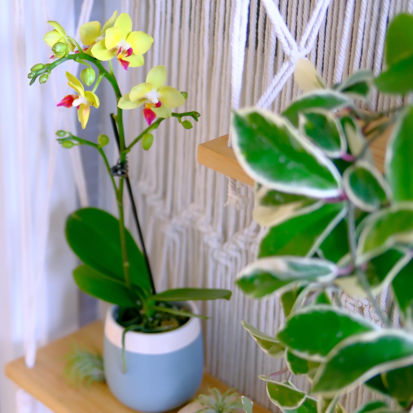 Enhanced Yellow Live Orchid Plant Blooming In 3.5 Blue & White Orchid Pot, Live Plants, Houseplant Gifts, Approx. 16 Tall, Pet Friendly Houseplants, Phalaenopsis Moth Flower By Plants For Pets