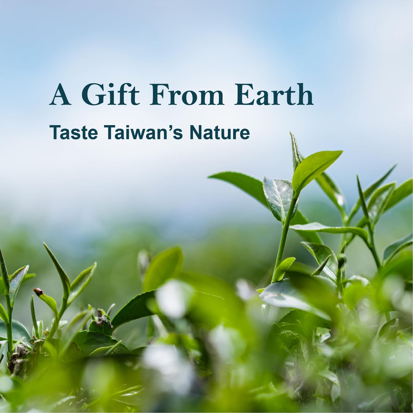 Ezr Leaf Tea Sampler Gift Box – 22 Pyramid Tea Bags With Taiwan Black, Osmanthus Oolong, Chamomile Oolong, Berry Black, Four Seasons Green – Flavored Assorted Tea Set For Gifting & Tasting