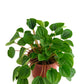 Shop Succulents Peperomia Rana Verde Indoor Plant, Low Maintenance, 6 Inch Pot, Vibrant Green Leaves