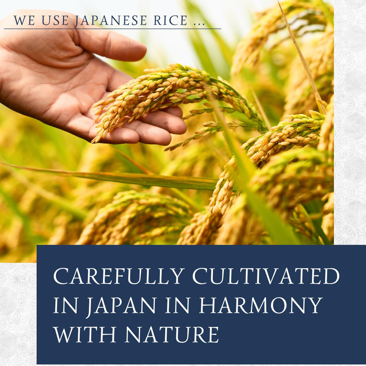 Premium Dried Rice Koji 7Oz (200G), Made In Japan, Shio Koji, Miso, Soy Sauce, Tamari, White Koji, Molted Rice, Oryzae