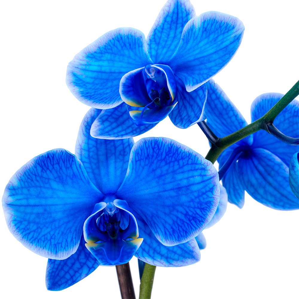 Decoblooms Enhanced Blue Orchid Live Indoor Plant - 5 Inch Blooms, Modern Pot Included, Gift Fresh Flowering Home Decor For Anniversary, Birthday, Congratulations, Get Well, Sympathy, Thank You