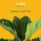 Costa Farms Fiddle Leaf Fig Tree Live Plant in Decorative Pot, Large Indoor Houseplant, Perfect for Home, Room, or Office Decor,