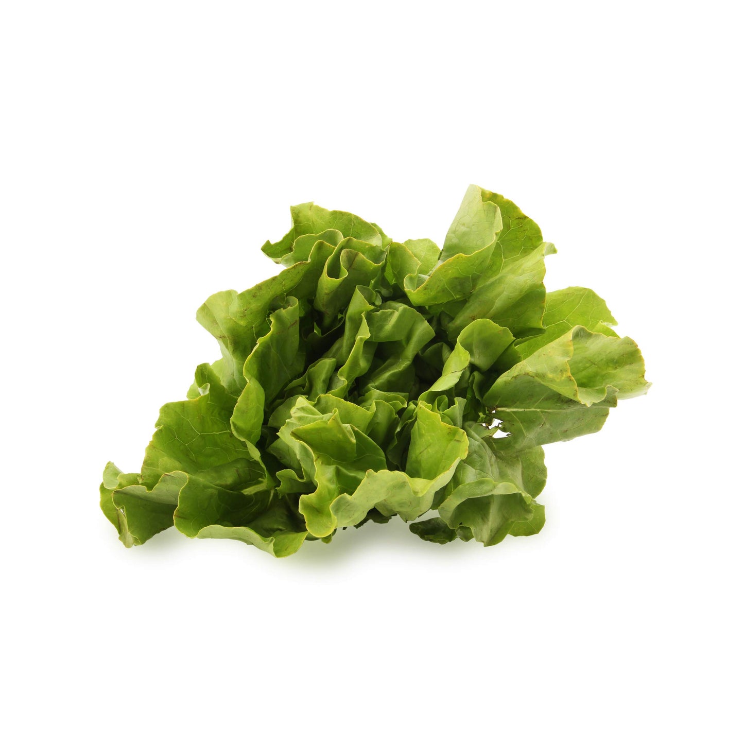 Organic Butter Lettuce