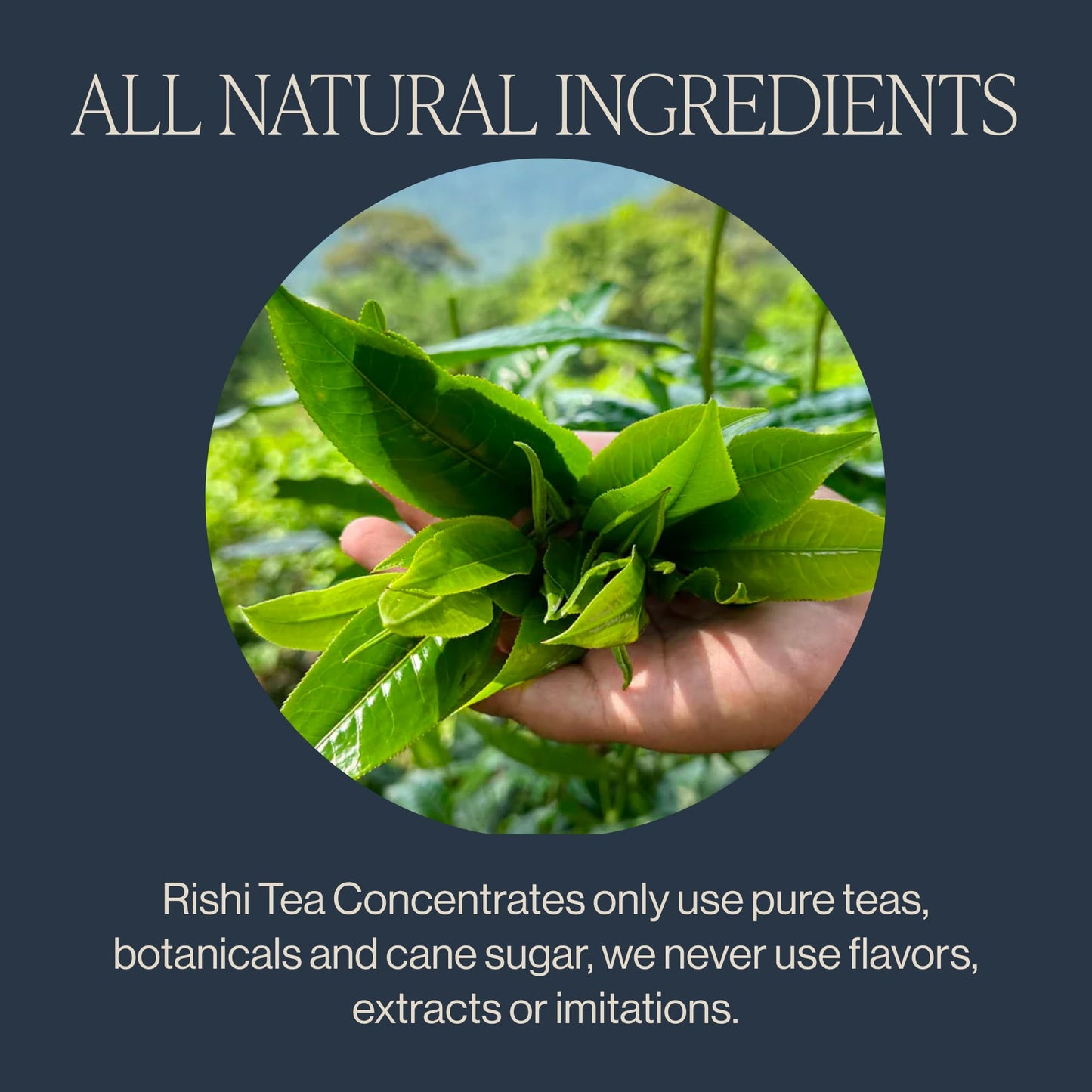 Rishi Tea Masala Chai Concentrate Beverage, Organic Black Tea, 32 oz Carton, Pack of 3, 8 Servings