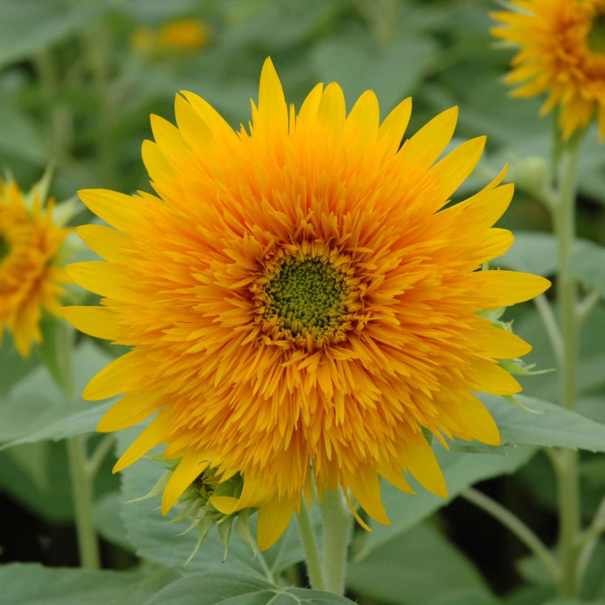 Eden Brothers Sunflower Seeds - Orange Sun
