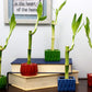 Nw Wholesaler - 4 Live Lucky Bamboo Plant - Bundle Of 20 Stalks - Live Indoor Houseplants For Home Decor, Live Bamboo Plant, Indoor Low Light Plants, Feng Shui (20)