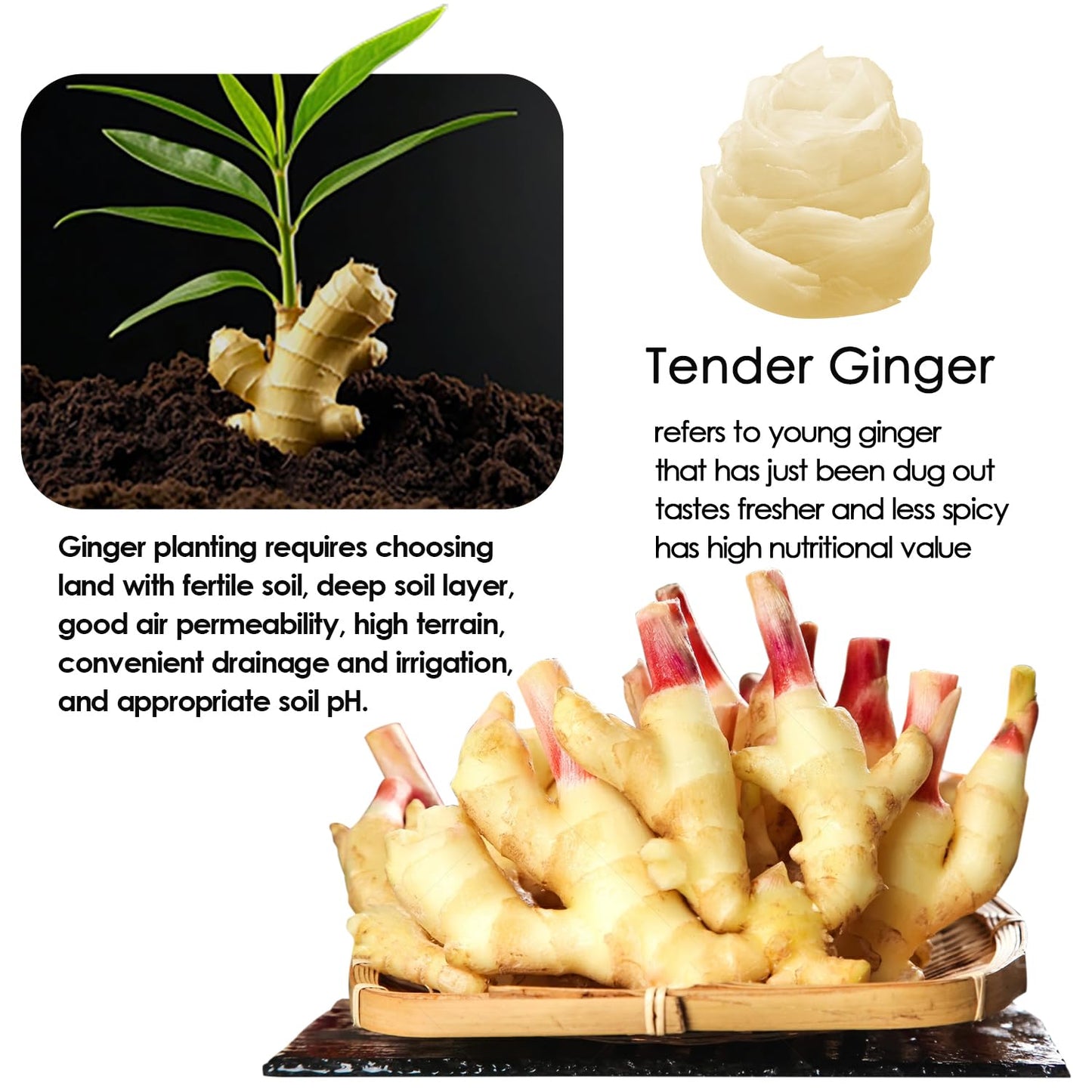YUHO Pickled Sushi Ginger, Fat Free, Sugar Free, Kosher, 24 Oz (2 x 12 Oz Jars)