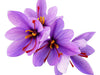 50 Saffron Crocus Sativus Corms Bulbs -Large 9 Cm Corms - Instructions Will be Included
