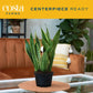 Costa Farms Sansevieria Growers Choice Snake Live Indoor Plant  12-Inches Tall  Grower Pot