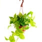 Shop Succulents Pothos Neon Queen Indoor Plant, Low Maintenance, 6 Inch Pot, Vibrant Neon Green and White Variegated Leaves