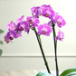 Enhanced Purple Live Orchid Plant Blooming In 3.5 Blue & White Orchid Pot, Live Plants, Houseplant Gifts, Approx. 16 Tall, Pet Friendly Houseplants, Phalaenopsis Moth Flower By Plants For Pets