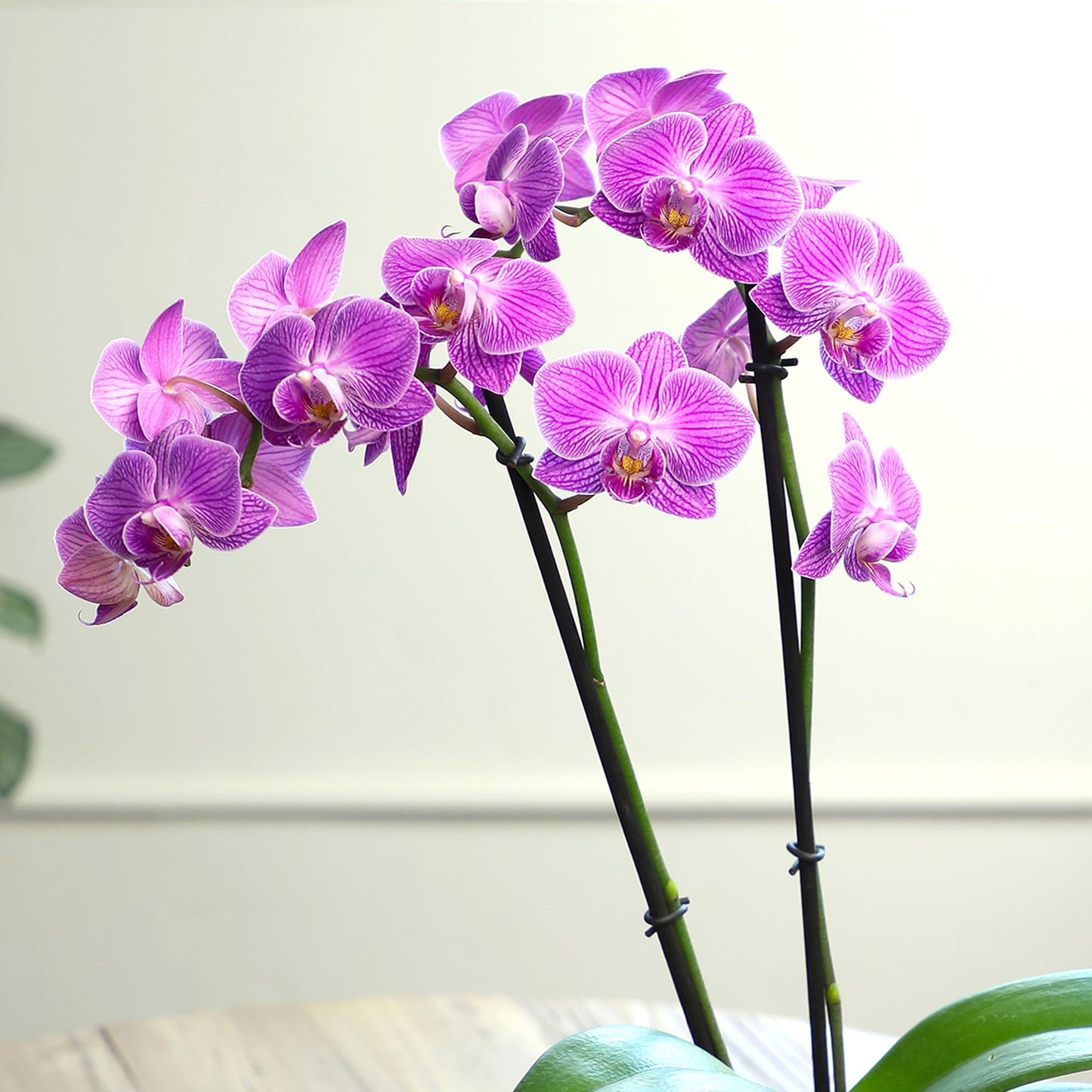 Enhanced Purple Live Orchid Plant Blooming In 3.5 Blue & White Orchid Pot, Live Plants, Houseplant Gifts, Approx. 16 Tall, Pet Friendly Houseplants, Phalaenopsis Moth Flower By Plants For Pets