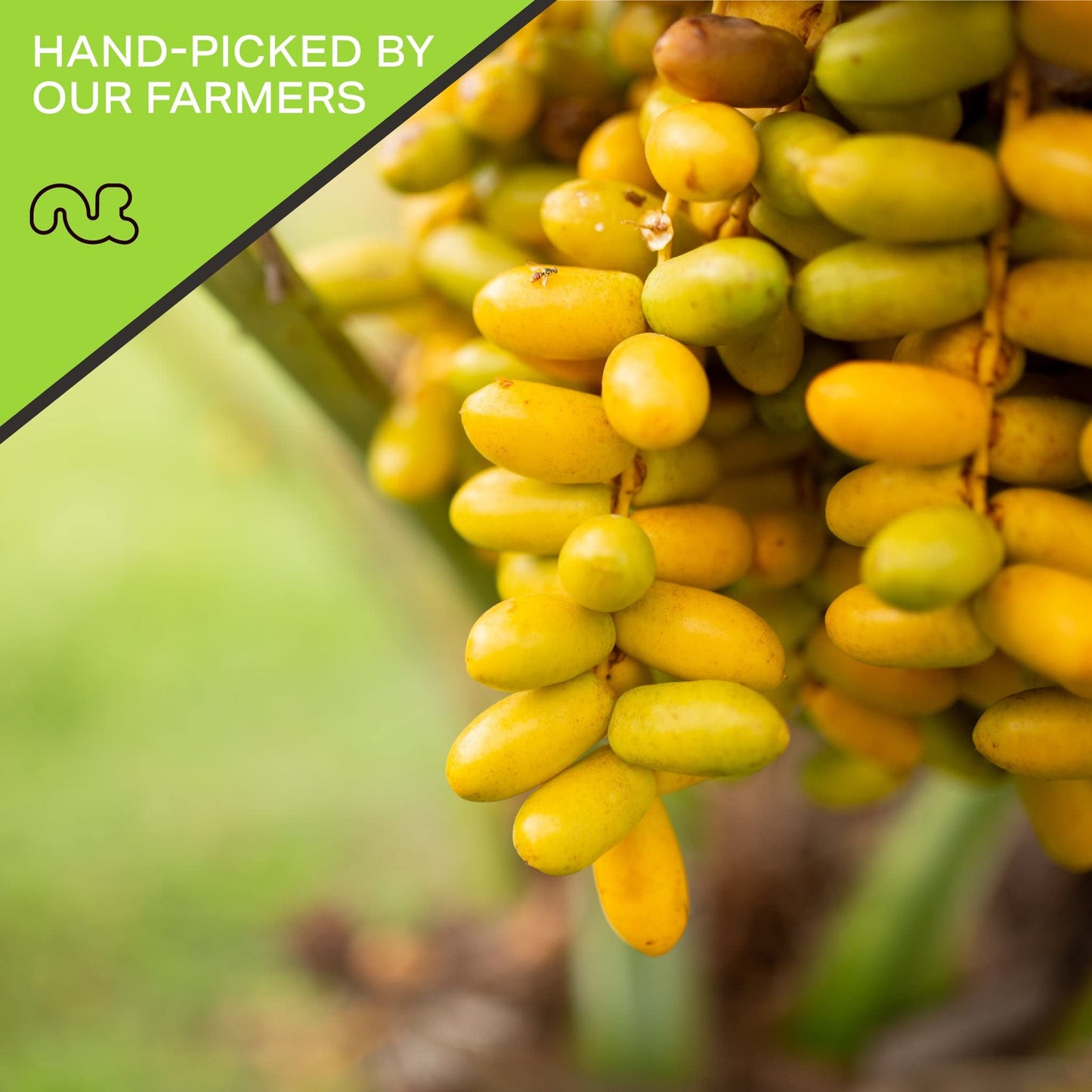 NUT CRAVINGS Dry Fruits - Sun Dried Jumbo Medjool Dates, No Sugar Added (48oz - 3 LB) Packed Fresh in Resealable Bag - Sweet Sna