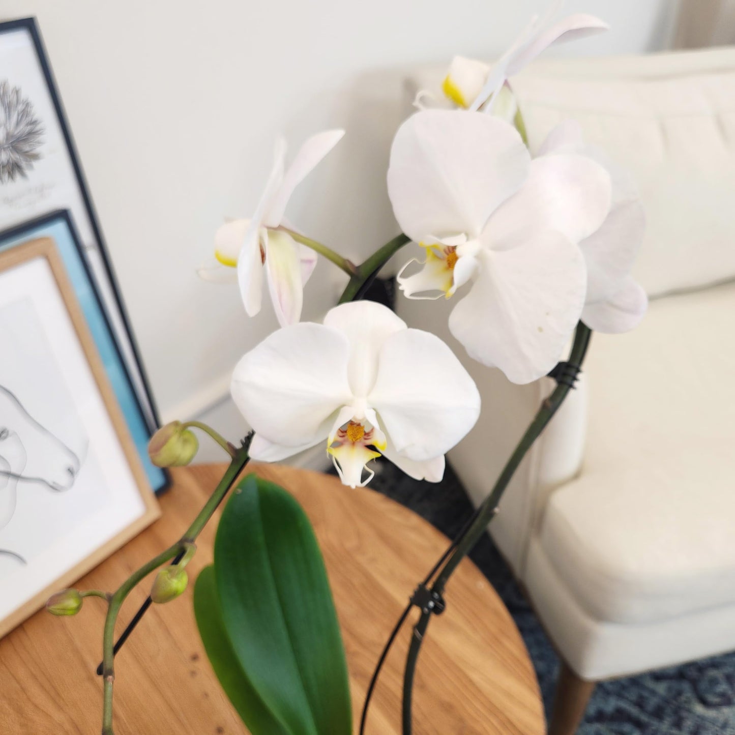 Large White Live Orchids Blooming In 5 Blue & White Orchid Pot, Pet Friendly Live Plant Gifts For Plant Lovers, Approx. 22+ Tall, Real Houseplants, Phalaenopsis Moth Flowers By Plants For Pets