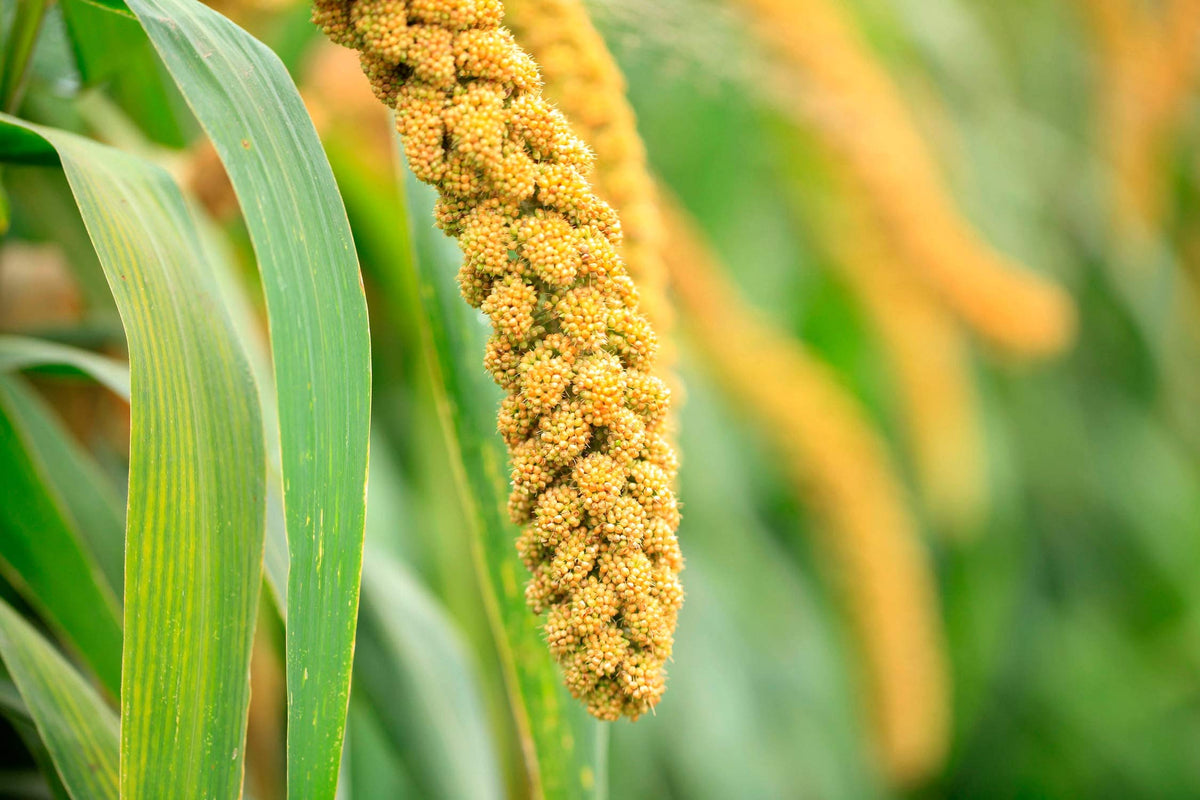 Hulled Millet, 18 Pounds - Whole Grain Seeds, Kosher, Raw, Bulk