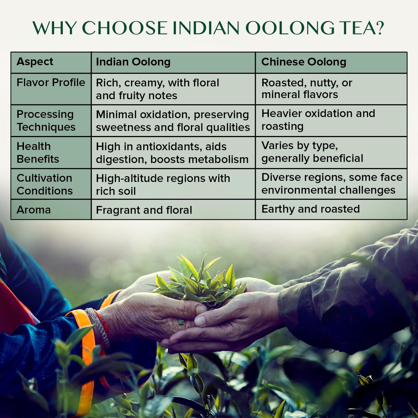 Vahdam, Imperial Oolong Tea Leaves From The Blue Mountains (25 Cups/1.76Oz) Tea | Sourced Direct From High Mountain Estates In S