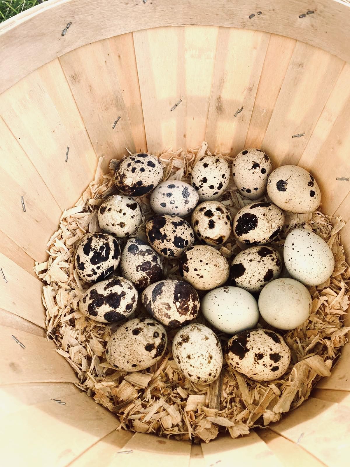 SILVERBROOK EGGS FARM Fresh Quail Eggs - LAID IN THE USA (10 DOZEN (120 EGGS))