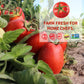 Dei Fratelli Sloppy Joe Sauce - Vine-Ripened Tomatoes, Gluten-Free, Non-GMO, 15oz - 6 Pack