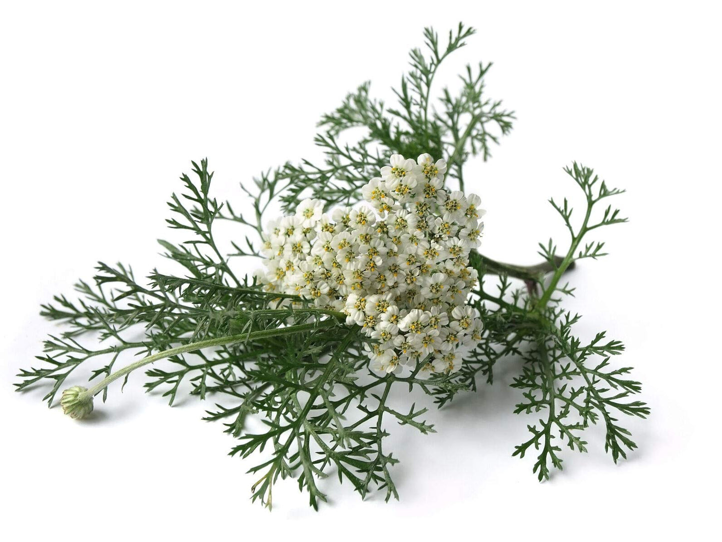Nature Tea Yarrow Flower Loose Leaf & Flower C/S - 4 Ounce (Pack of 1)