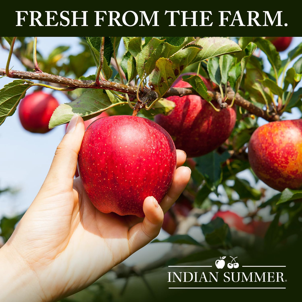Indian Summer Chunky Peach Applesauce, 23 Ounce (Pack of 6)