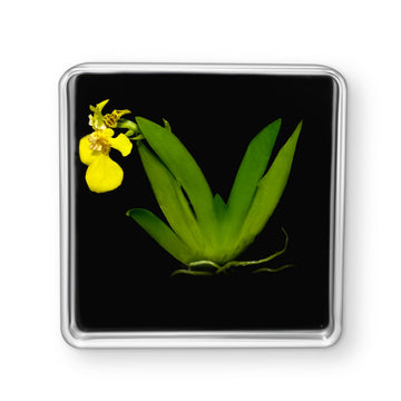 Bloomify Live Dancing Orchid Picture, Maintenance Free Orchid, Psygmorchis Pusilla, Live Green Wall D  cor, Blooming, No Green T