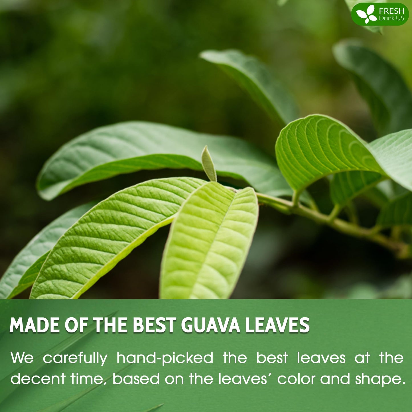 FRESHDRINKUS Premium Dried Guava Leaves Herbal Tea, 50 Count, 100% Pure, Non-GMO, Caffeine-Free, Vegan