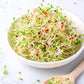 Food To Live Alfalfa Seeds For Sprouting, 8 Ounces – Edible Seeds, Pure, Vegan, Kosher, Bulk. Rich In Vitamin K & C. High Germitation Rate. Grow Sprouts, And Microgreens For Salad, Sandwiches, Rolls.
