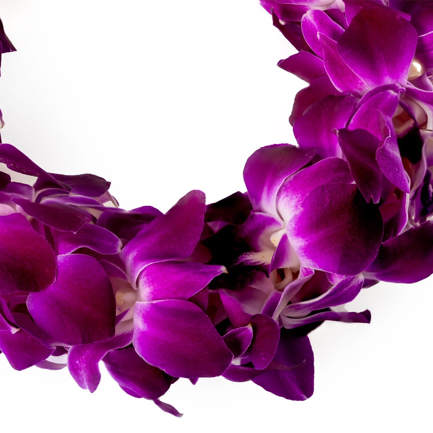 Generic Fresh Cut Orchids Flower Leis, Double Strand, Pink and Purple, Model Sonia, Perfect for Graduations and Party Decorations