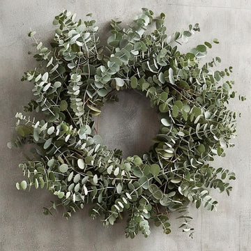 Fresh Eucalyptus Wreath Living Leaves 12 '' [California] Baby Blue Variety [Shipped Overnight] for Front Door Natural Wreath for