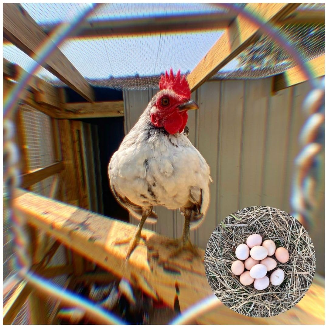 Generic Serama Micro Chicken Hatching Eggs, Traditional A/B Class, 12+ Count, Mixed Color