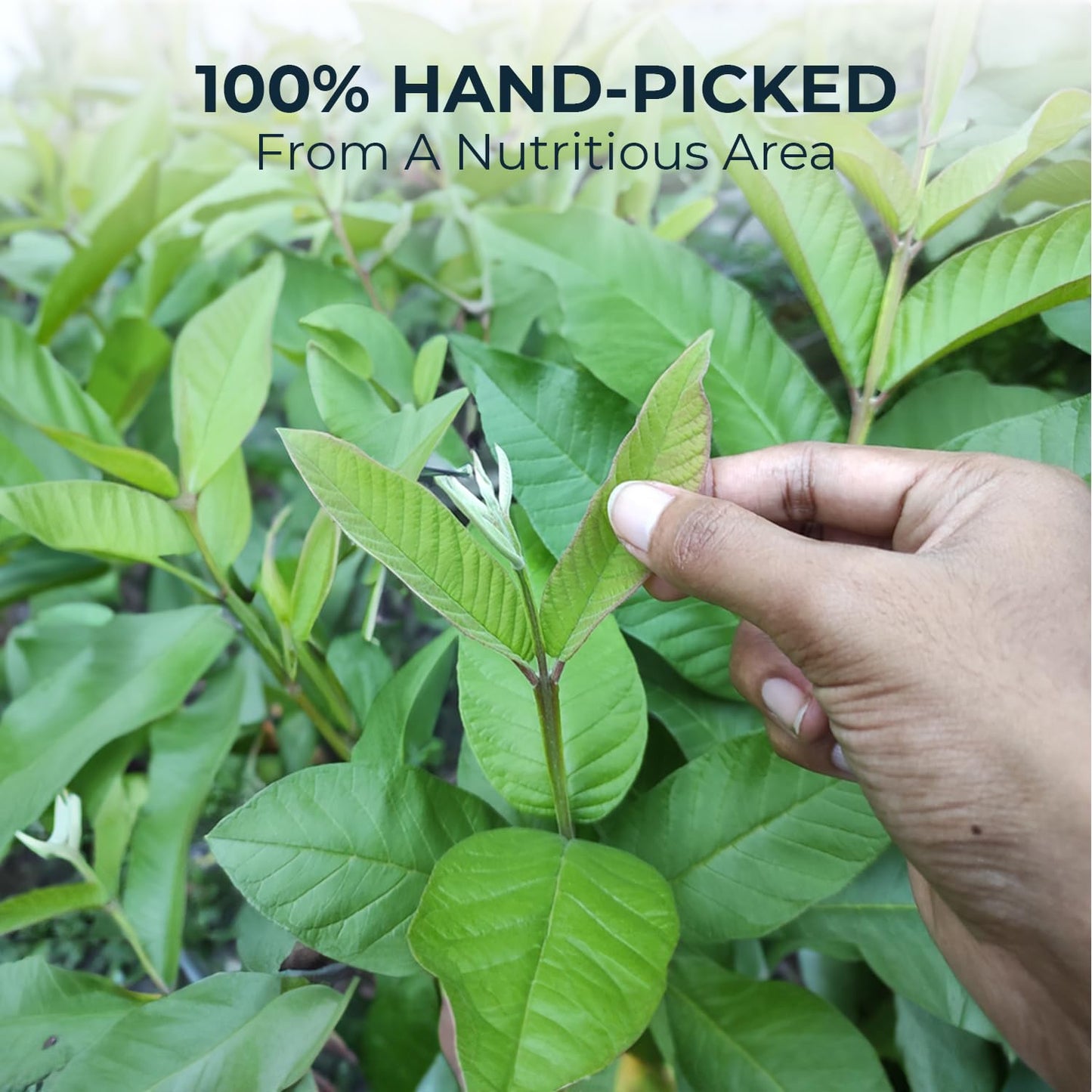 INJOY YOUR VITALGRI:N Young Guava Leaf Tea, 100+ Dried Whole Leaves, Caffeine Free, 3.39 oz, Vacuum Sealed, Herbal Tea