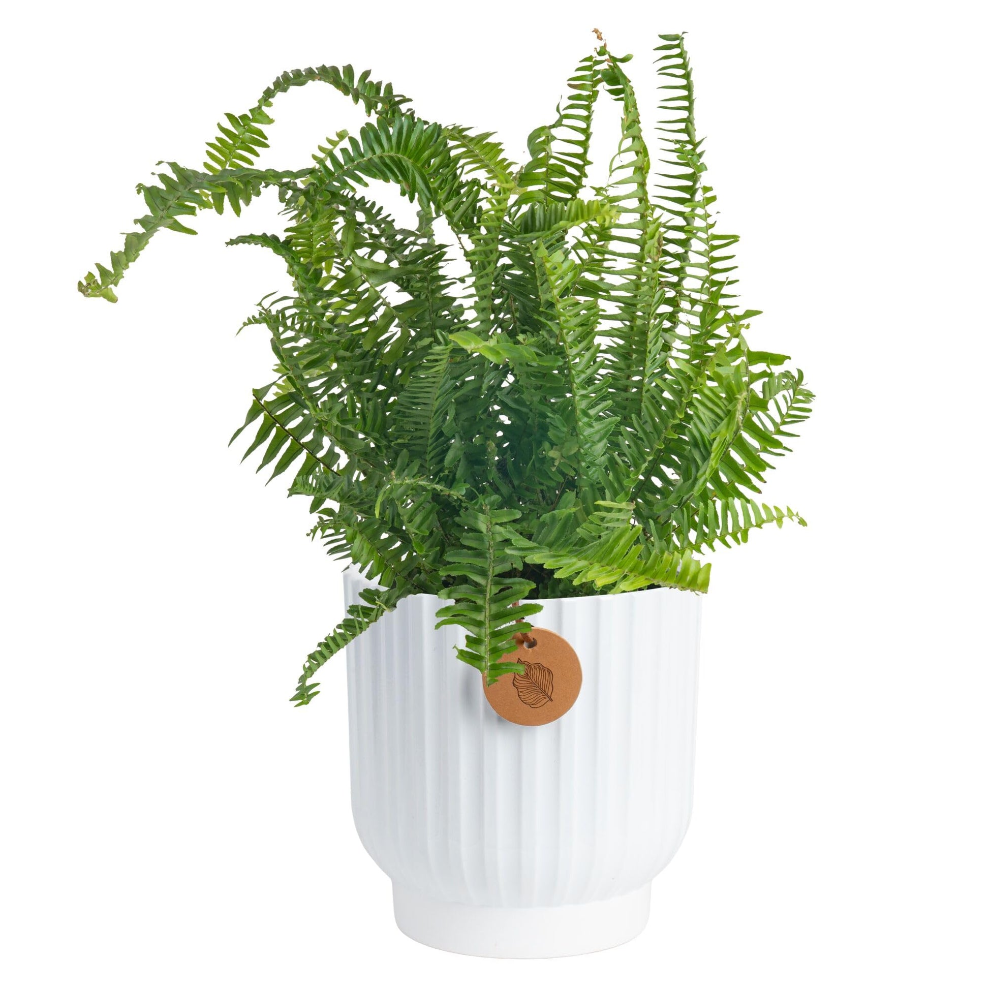 Costa Farms Kimberly Queen Fern Live Plant in Decorative Pot, Indoor & Outdoor Houseplant, Perfect for Home, Room, or Office Dec