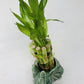 Elephant Round Vase With 10 Stalks 6'' Lucky Bamboo