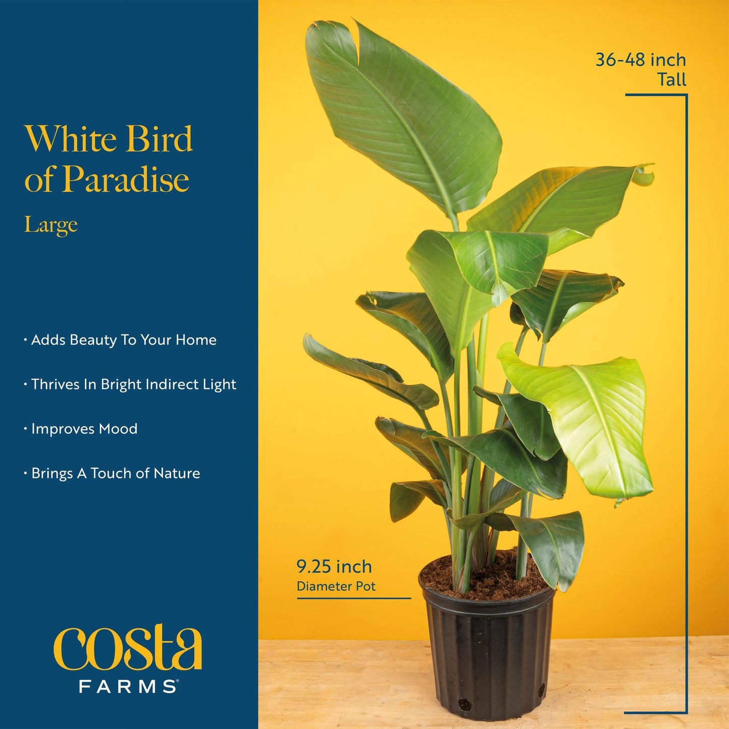 Costa Farms White Bird of Paradise Live Plant in Plastic Pot, Large Indoor Houseplant, Perfect for Home, Room, or Office Decor,