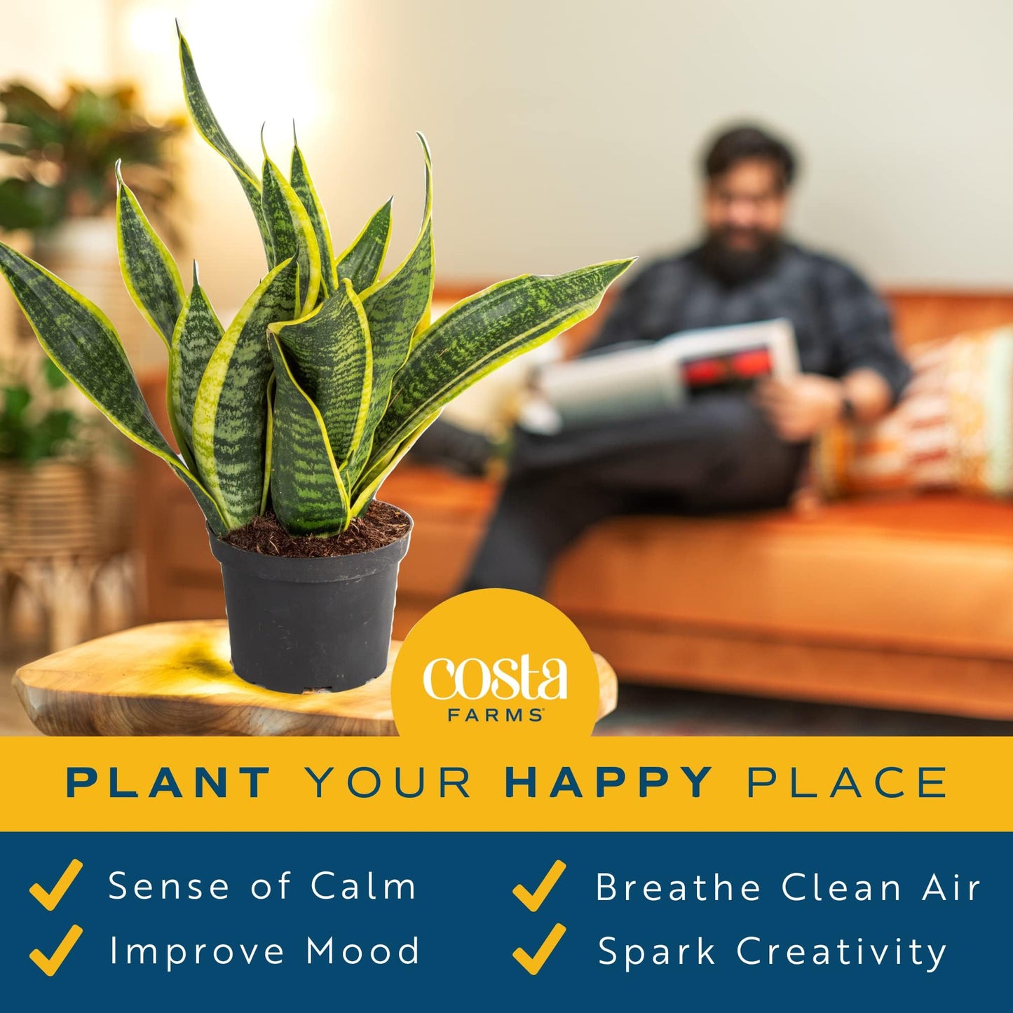 Costa Farms Sansevieria Growers Choice Snake Live Indoor Plant  12-Inches Tall  Grower Pot