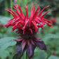 Naturegrail Wild Bergamot Petals - Edible Dried Beebalm - 0.1oz/3g - Rare Tea & Salad Ingredient