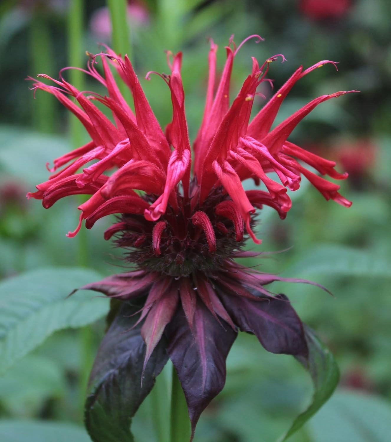 Naturegrail Wild Bergamot Petals - Edible Dried Beebalm - 0.1oz/3g - Rare Tea & Salad Ingredient