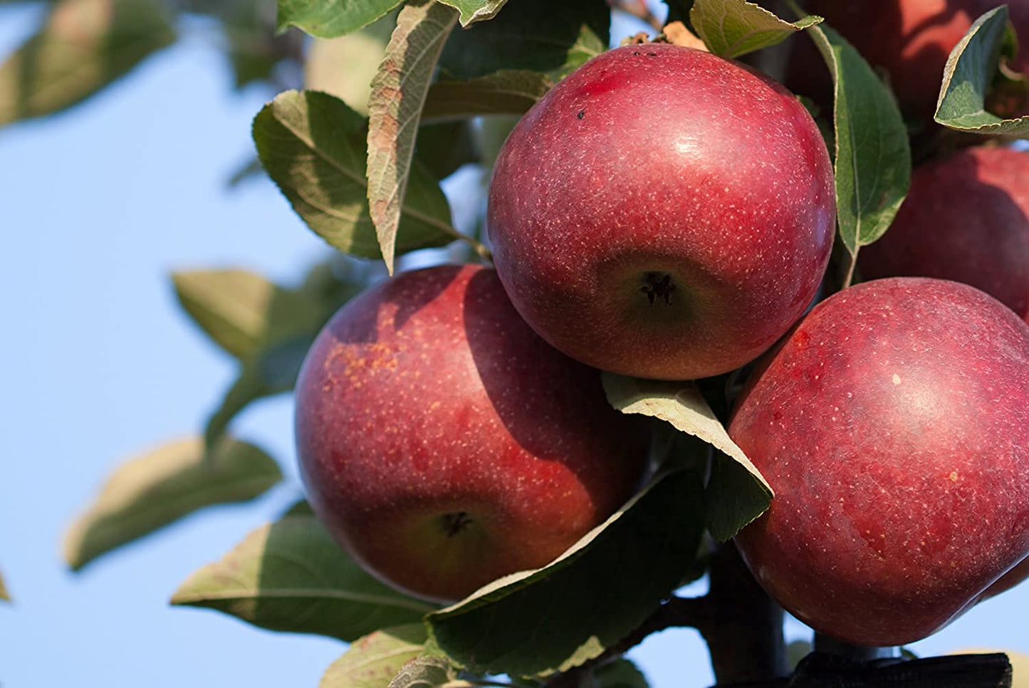 Kauffmans Fresh McIntosh Apples, Hand-Picked Heirloom, 16 Count, Wax-Free