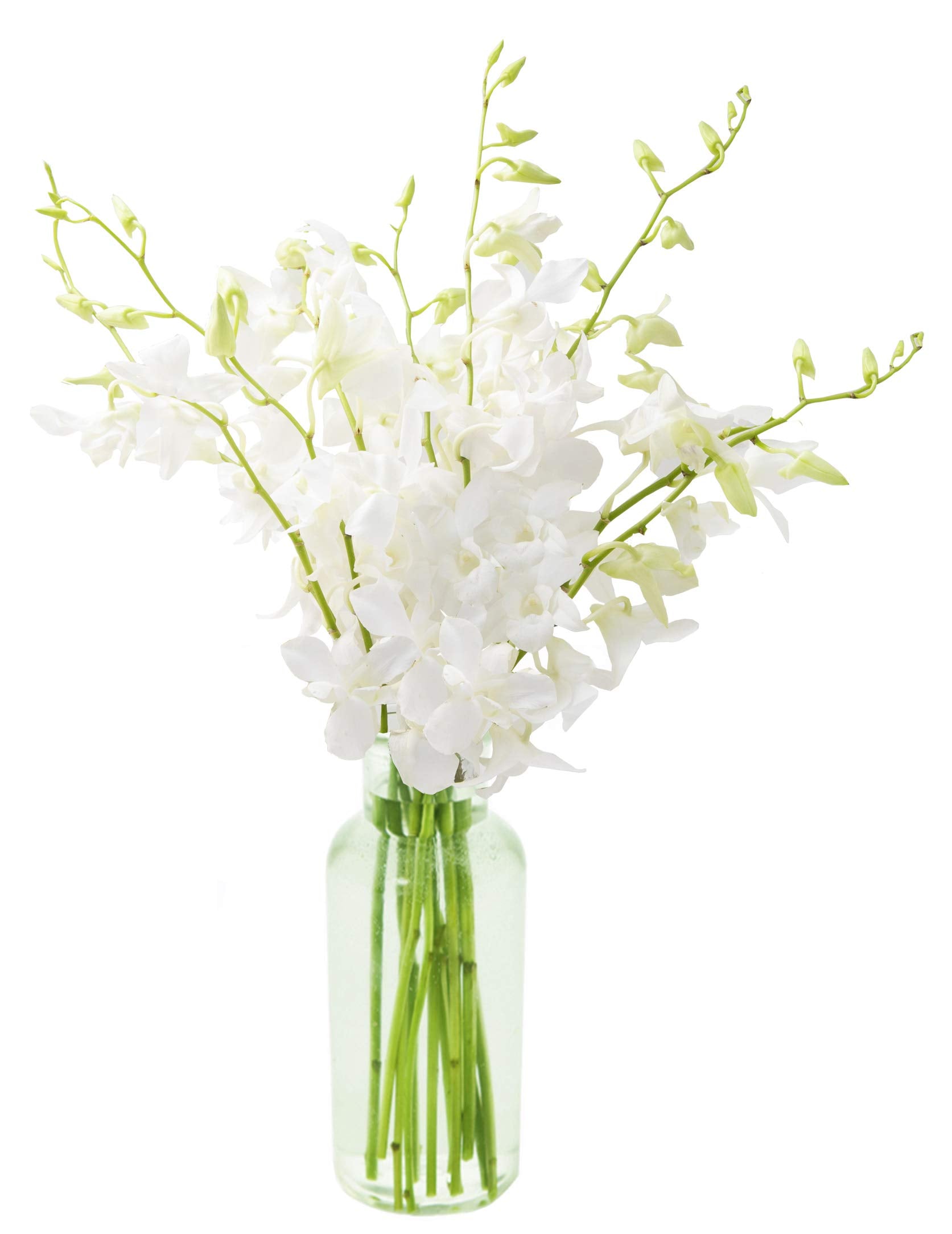 KaBloom White Orchid Bouquet with Vase - 10 Stems, Model KADF1180-V146-A999, Perfect for Birthdays and Mothers Day