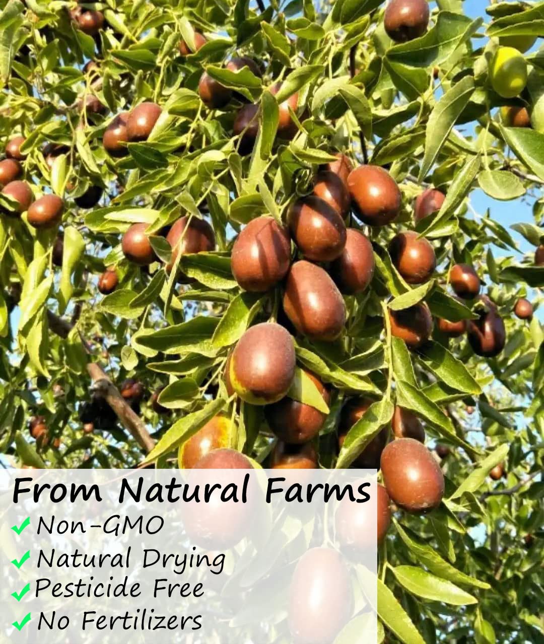 ULTHMOK Premium Jujube Red Dates - 1LB (453g), 100% Natural Dried Fruit, Big & Delicious