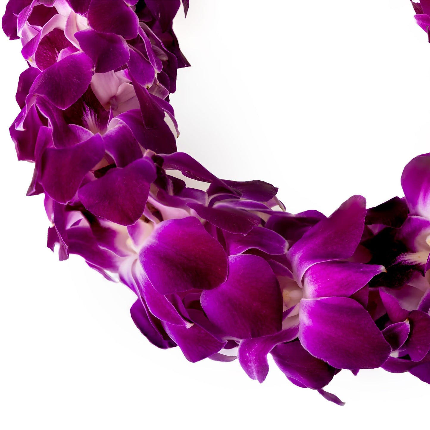 Generic Fresh Cut Orchids Flower Leis, Double Strand, Pink and Purple, Model Sonia, Perfect for Graduations and Party Decorations