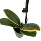 Chia E Yenlin Phalaenopsis 'Variegata' Orchid - Variegated Leaves - 3.5'' Pot